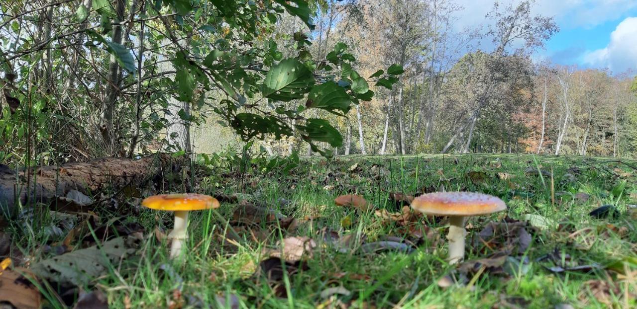 Zonnige Vrijstaande Bungalow In Prachtige Omgeving! Rekem Buitenkant foto